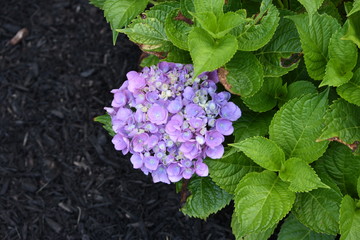 Purple flowers