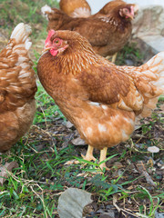 Chicken Egg Standing on The Ground