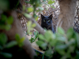 cat