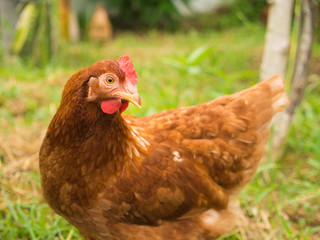 Chicken Egg Standing on The Lawn