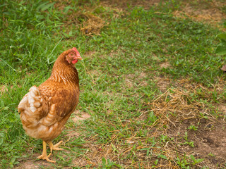 Chicken Egg Standing on The Lawn