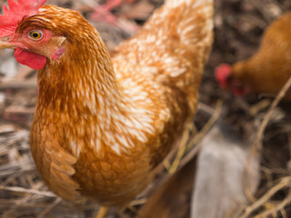 Chicken Egg Standing on The Lawn