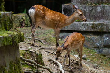 Nara deer freedom  in Nara Park, Japan.