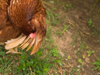 Brown Chicken Egg is Hairy