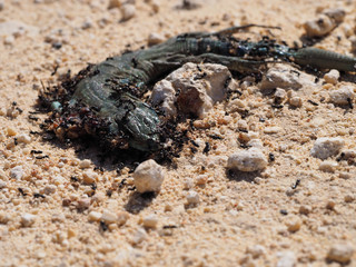 dead saurian