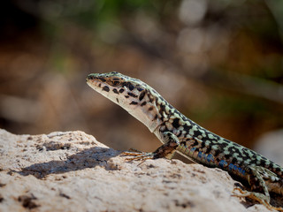 saurian