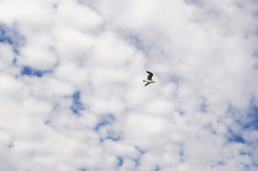 The bird flies in the sky with white clouds. The flight of seagulls. The concept of freedom and independence