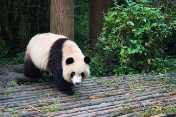Young giant panda walking on wood