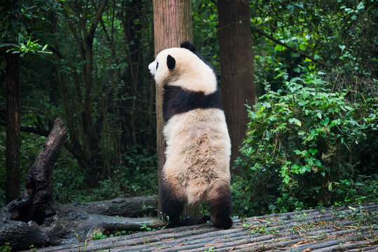 Giant Panda Standing Against A Tree Trunk