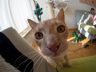 cat © Pierre