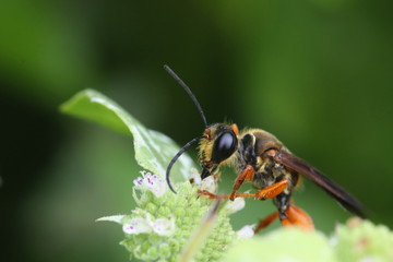 Great Golden Digger Wasp