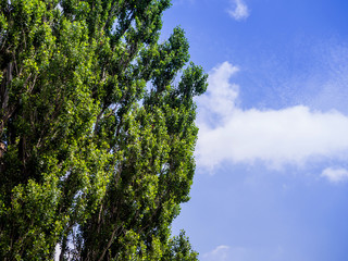 Cut section of Poplar tree against blue sky for background