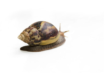Snail isolated on white background.