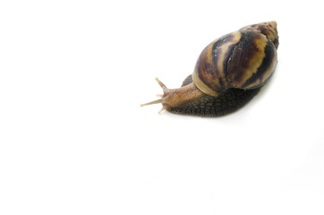 Snail isolated on white background.