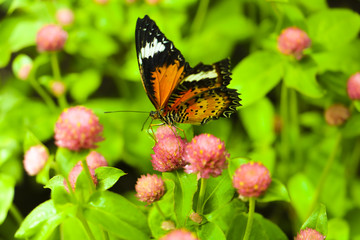 The Butterfly and flower in public park, Background,garden