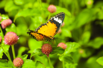 The Butterfly and flower in public park, Background,garden