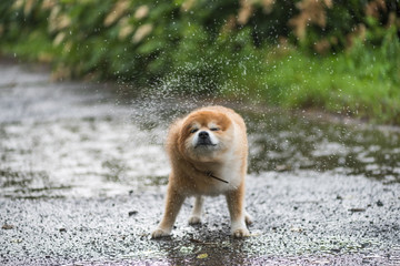 The dog becomes wet under the rain. Wet dog in the park