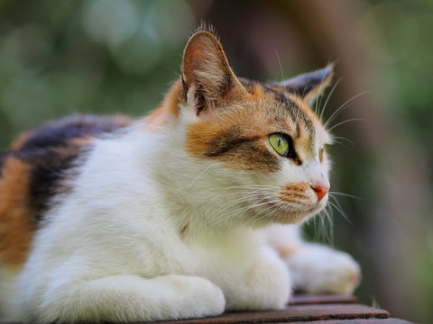 Kyoto cat