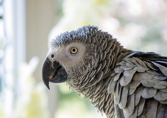 side profile head of African Grey parrot with bokeh background