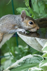 Squirrel drinking from bird bath