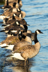 Canada geese in a line