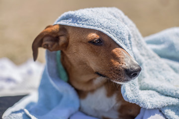 Cute little dog with a towel over his muzzle at the beach in summer
