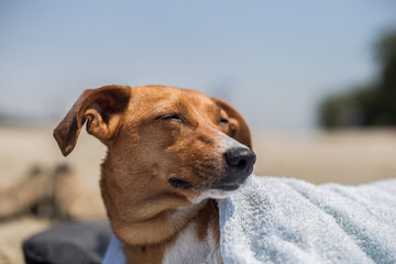 Obraz premium Cute little dog with a towel at the beach in summer 