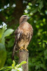 Hawk sitting on fence post