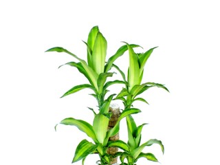 green dracaena fragrans cornstalk dracaena isolated on a white background