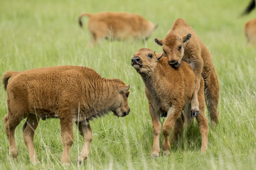 Fototapeta premium Bison calf doesn't like being mounted.