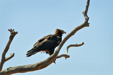 Bird of prey the Wedgetail Eagle sits on dry tree branch against blue sky background, outback Australia.