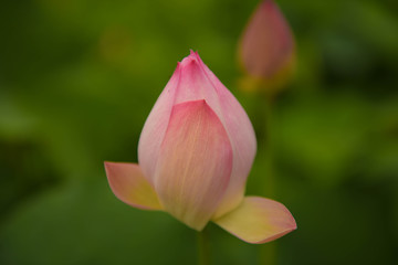 Obraz na płótnie Canvas lotus flower in seoul korea