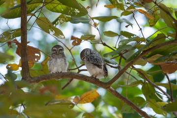 Babies Owlet 02