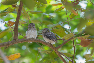Babies Owlet 03