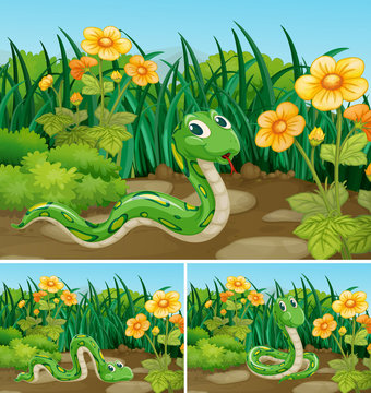 Three scenes with green snake in garden