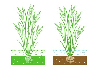 young rice plant with  leaves and water