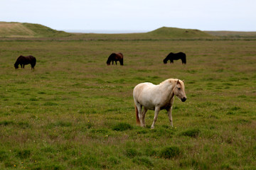 the wild horse in Icelandic country
