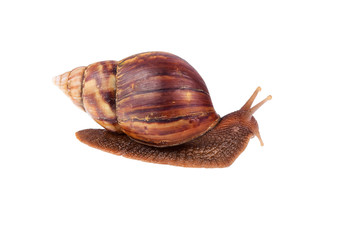 Snail, gastropod, winkle isolated on white background.