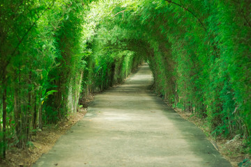 Fototapeta na wymiar Walkway tunnel of green trees