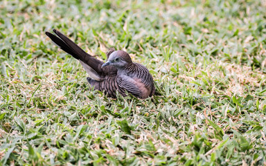 A dove is enjoying a sunny day
