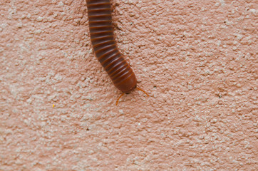 Macro of orange and black millipede on the floor, Millipede coiled, Disambiguation