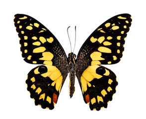 Naklejka premium Lime Butterfly (Papillio demolus) Top View on white background.