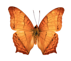 Cruiser Butterfly.(Vagrans erota) on white background.