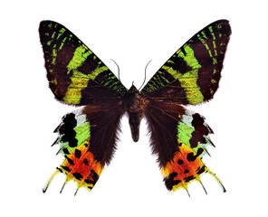 Fototapeta premium Madagascar Butterfly with open wings in a top view as a flying migratory insect butterflies that represents summer and the beauty of nature.