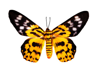 Fototapeta na wymiar The Zigzag Flat Butterfly Top View on white background.