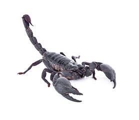 scorpion on white background