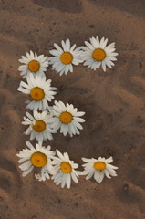 Fototapeta na wymiar Russian word and letters - summer - composed of flowering white camomiles on sand