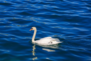 The white swans on Lake Lucerne.