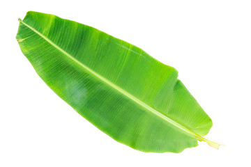 Fototapeta premium banana leaf