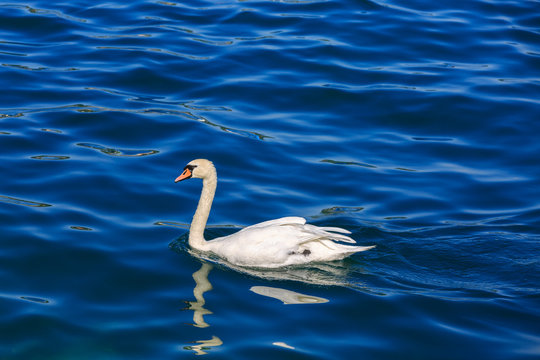 The white swans on Lake Lucerne.